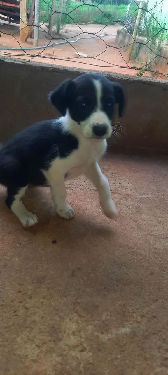 border collie - Foto 4