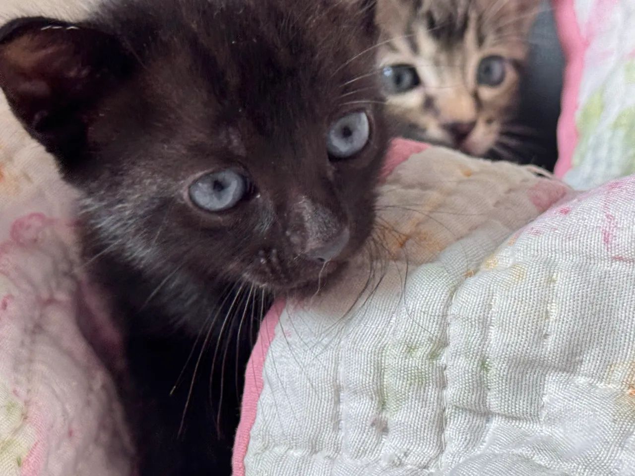Gatinhos para adoção responsável  - Foto 4