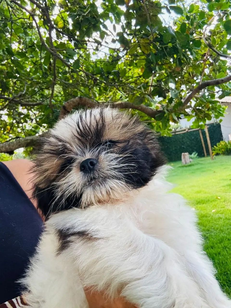 Promoção Lhasa Apso  - Foto 4