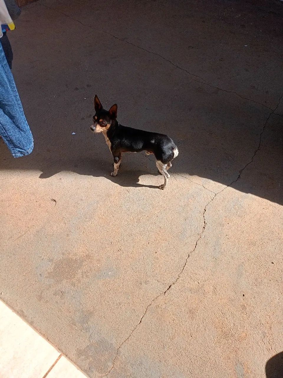 Procura uma namora Pinscher 