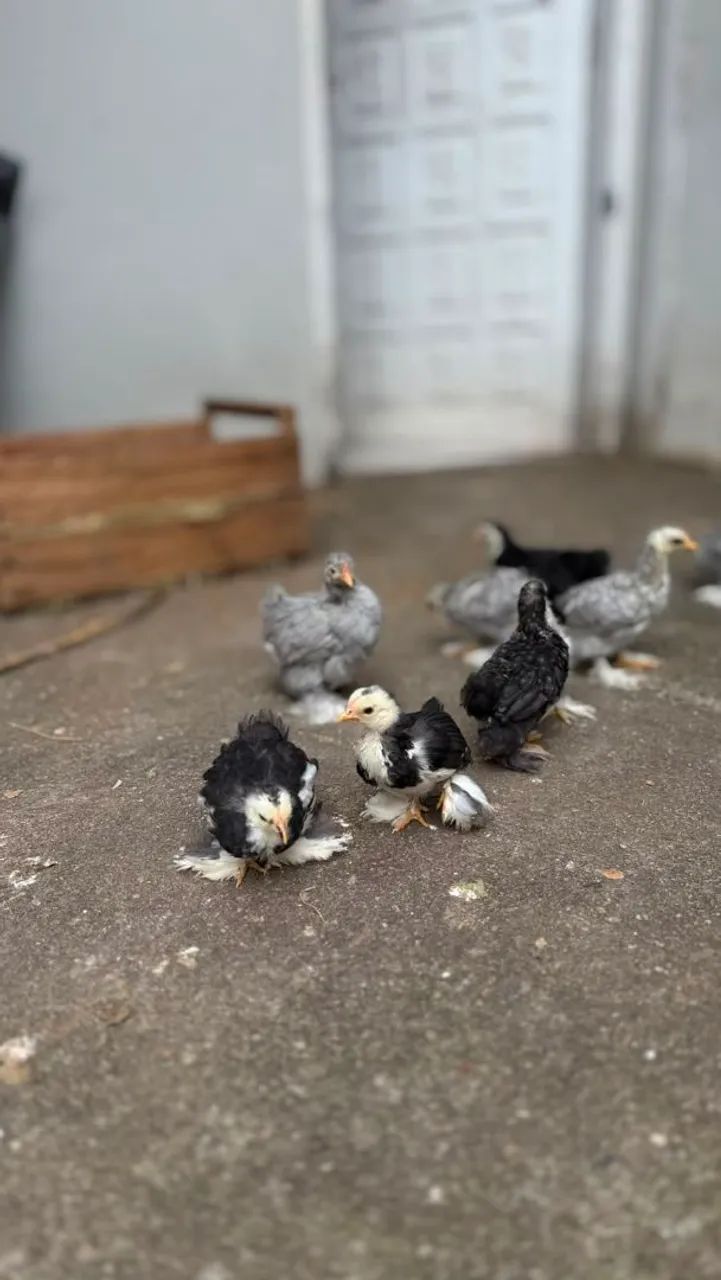 Pintinhos de Mini Cochim  - Foto 4