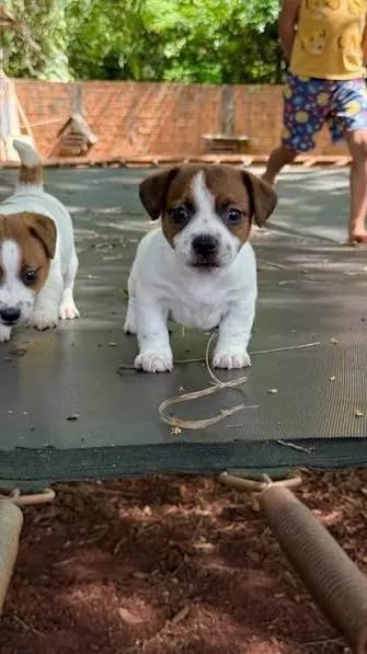Jack russel filhotes 