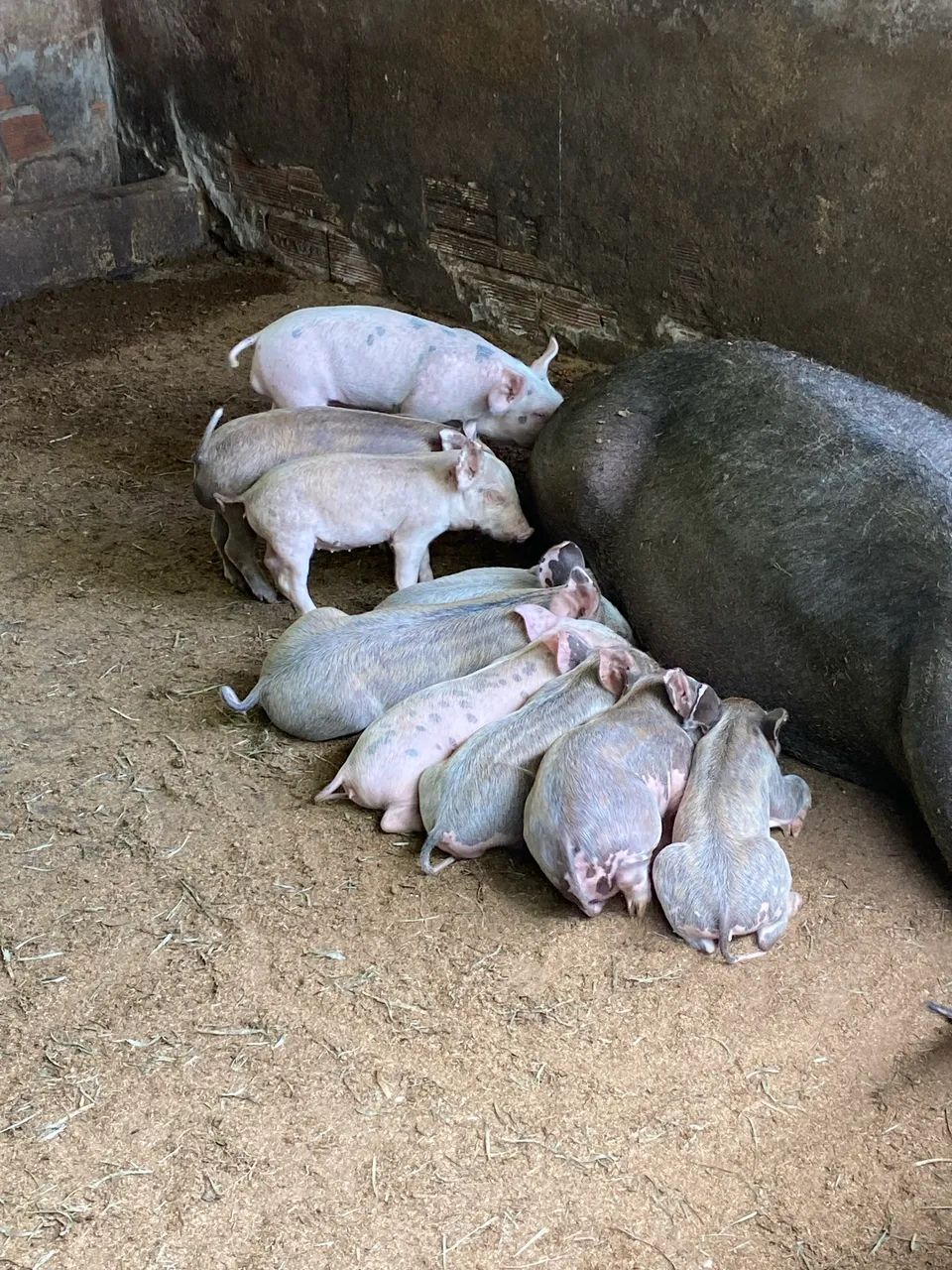 Porco - Foto 2