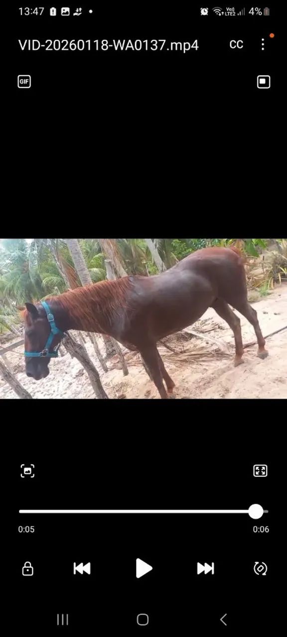 Cavalo a venda - Foto 2