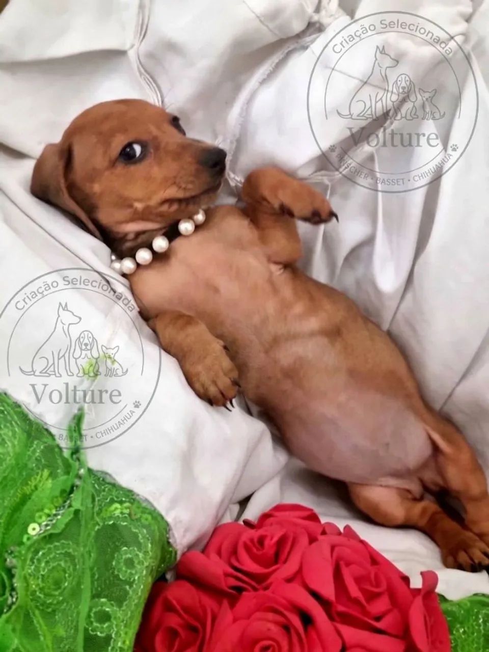 Basset Teckel daschund - Foto 2