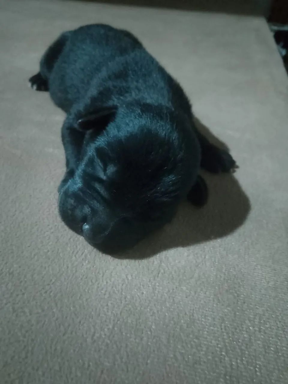 Doação de cachorrinhos  - Foto 2
