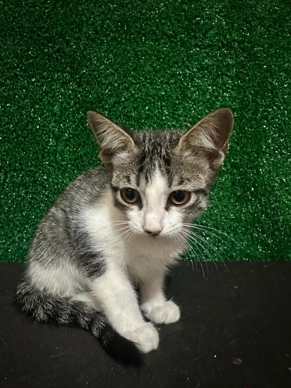 Gatos para doação 