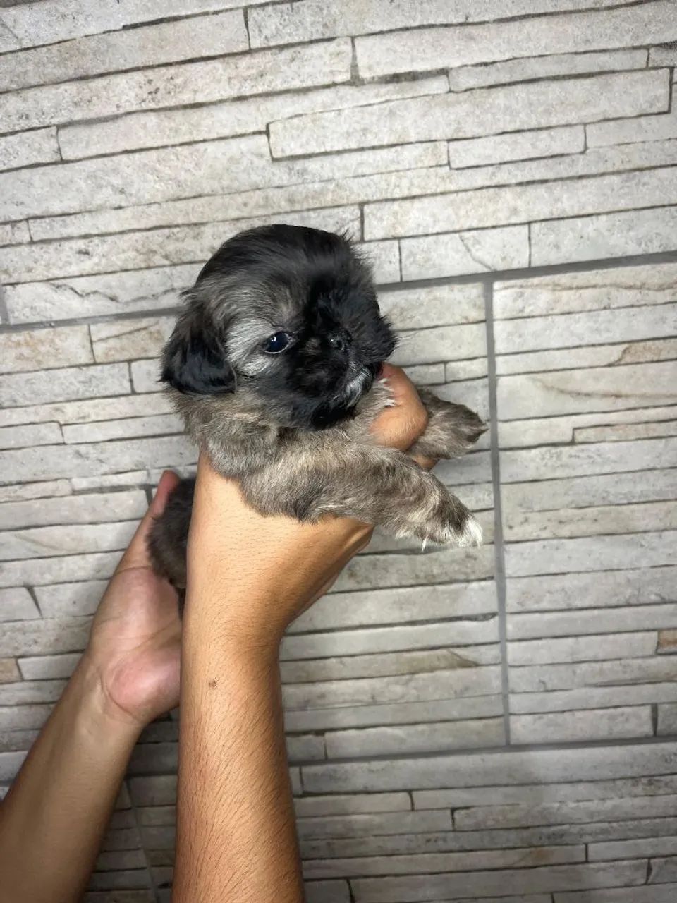 Shihtzu fêmea mini micro