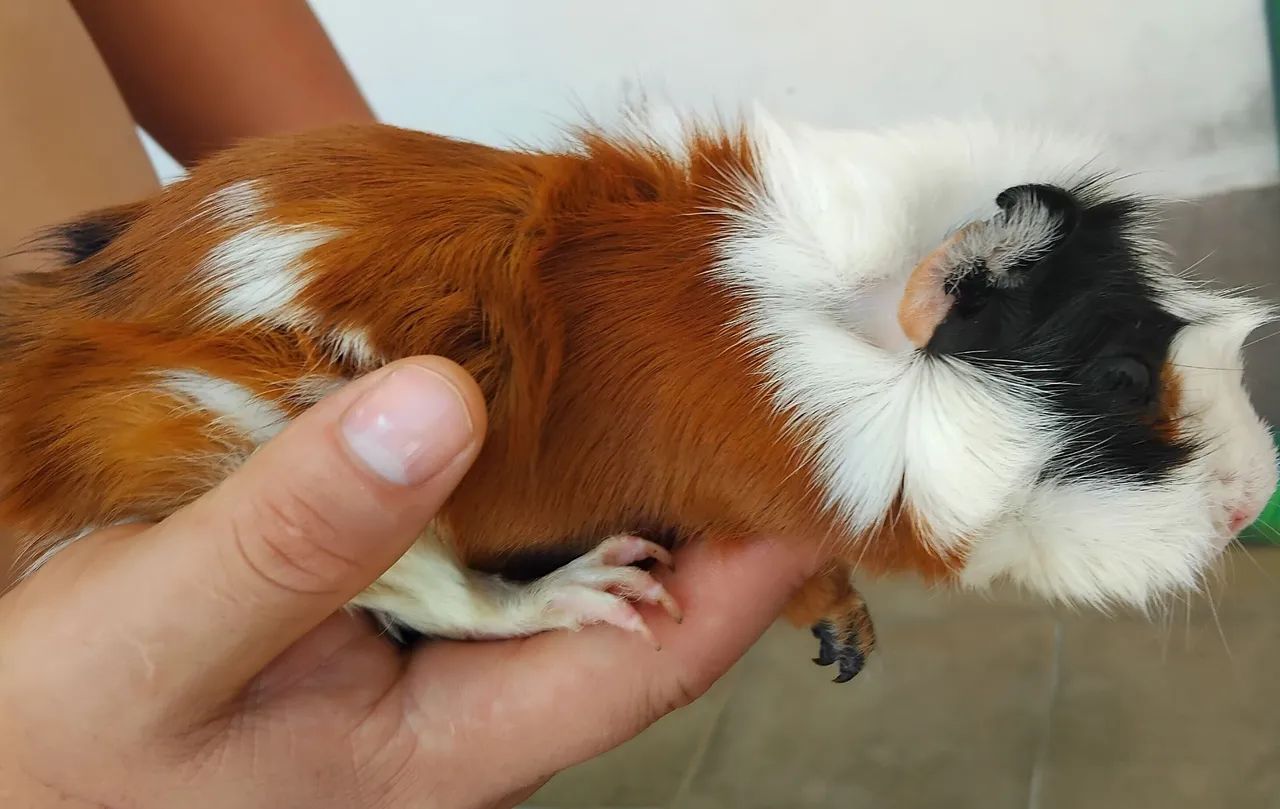 Vendo porquinho da índia adulto macho - Foto 3