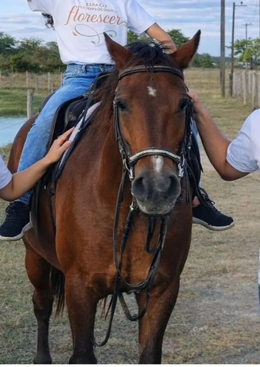 Cavalo Doméstico  - Foto 2