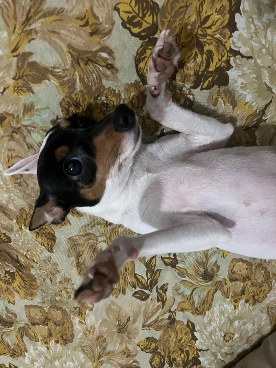 Pinscher fêmea (3 anos)