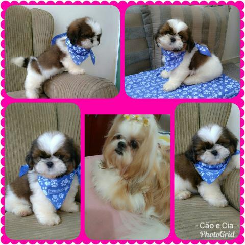 Shih Tzu Mini belíssimos filhotes