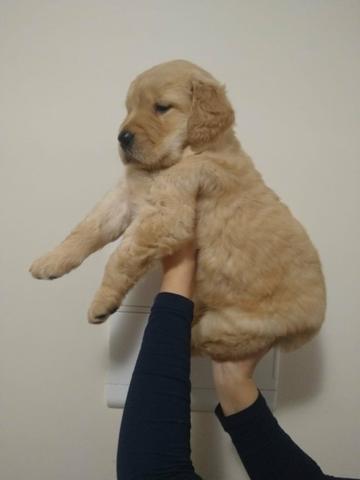 Goldens à pronta entrega e garantias de vida em contrato e assistência vet - Foto 3