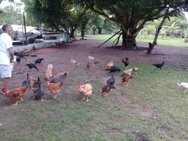 Vende-se uma chácara - Foto 6