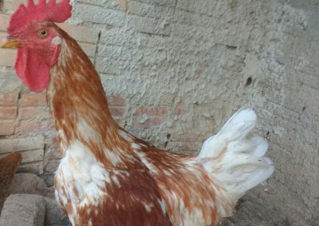 Ovos caipira galos e galinhas