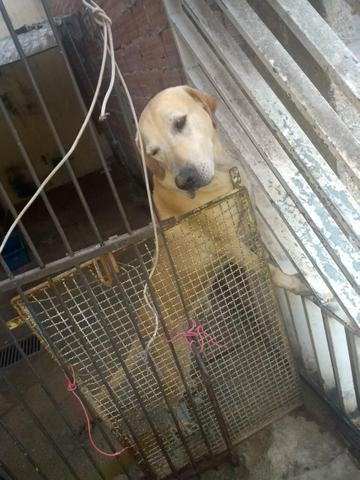 Doação cachorro labrador - Foto 4