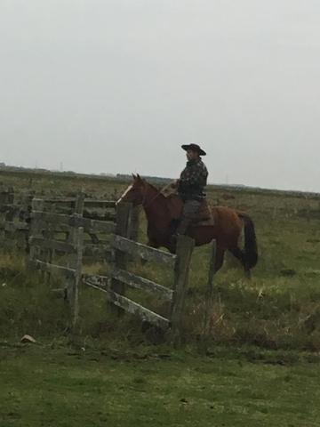 Lindos, égua e cavalo crioulos Puros mansos um já laça, - Foto 3