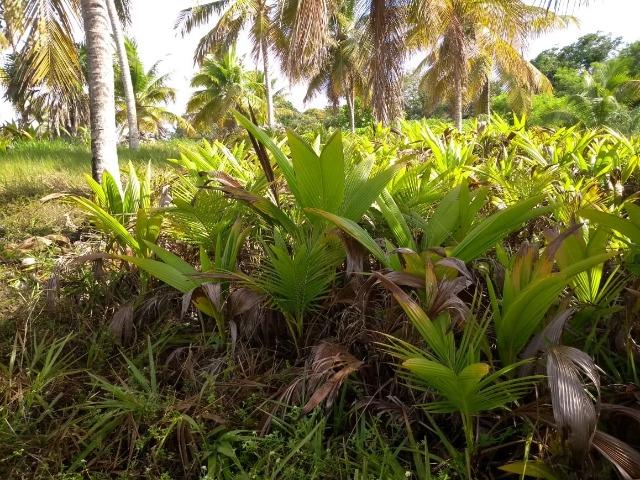 Mudas de coco