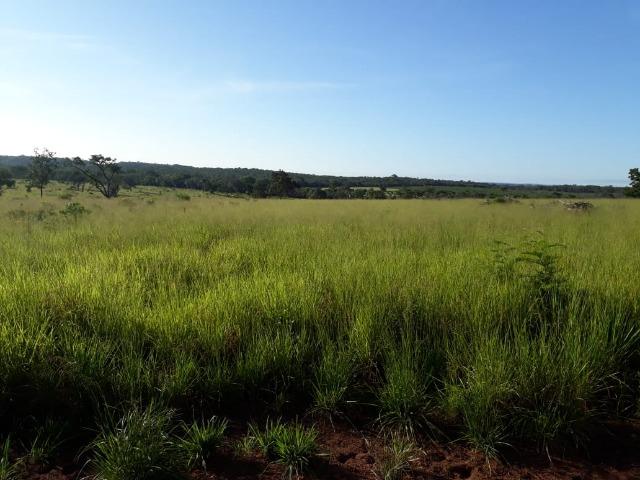 Fazenda Cultura na Beira Rio Araguaia. Araguatins-TO. - Foto 12