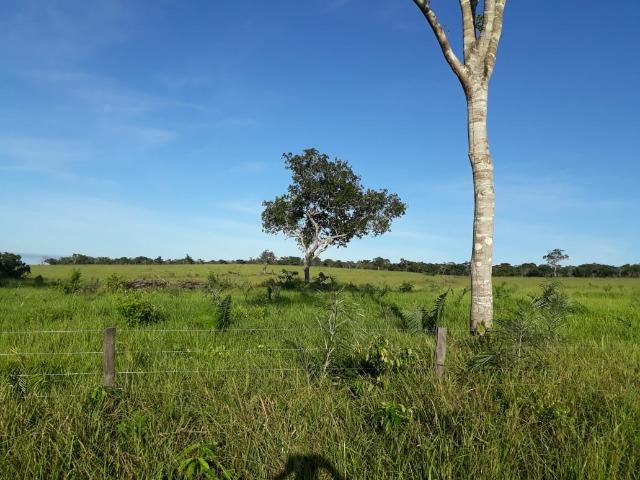 Fazenda Cultura na Beira Rio Araguaia. Araguatins-TO. - Foto 17