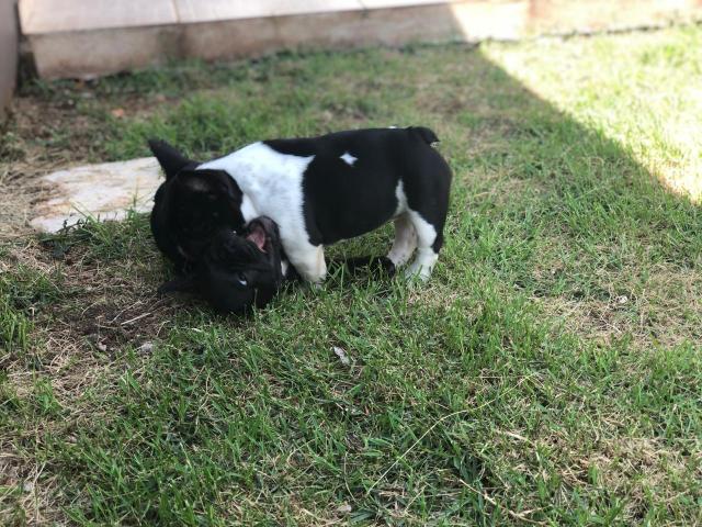 Bulldog - Foto 3