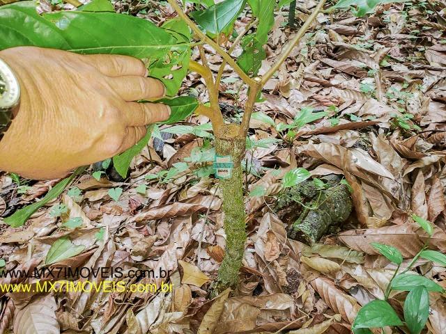 Ubaitaba. Fazenda mista de 160 Hectares, rica em água. - Foto 14