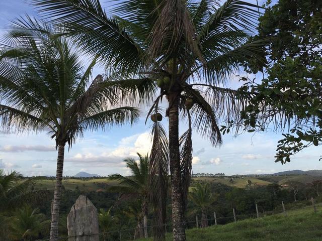 Fazenda à venda a 275km de Salvador - Foto 5