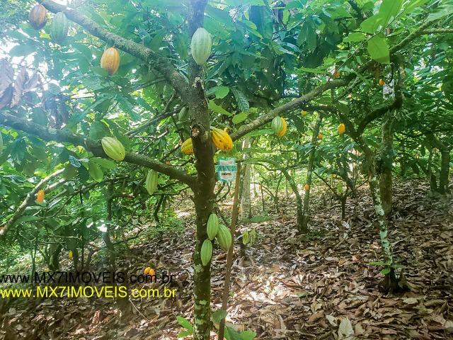 Ubaitaba. Fazenda mista de 160 Hectares, rica em água. - Foto 15