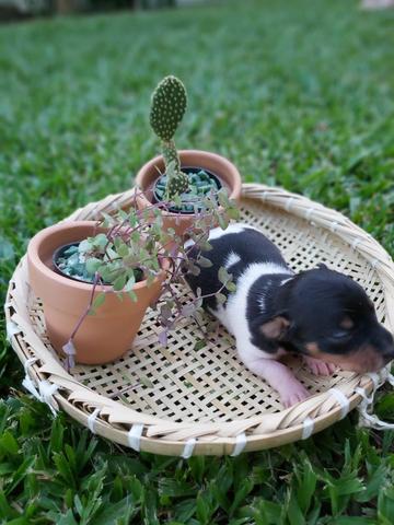 Filhote de pinscher miniatura - número 0 - Foto 6