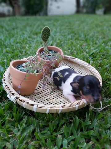 Filhote de pinscher miniatura - número 0 - Foto 4