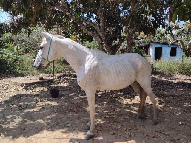 Cavalo picado 