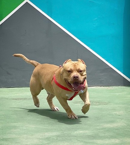 Procura-se fêmea american bully para cruzamento