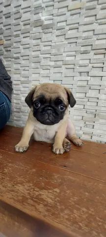 Cachorro Pug Filhote Macho Cor Abricot