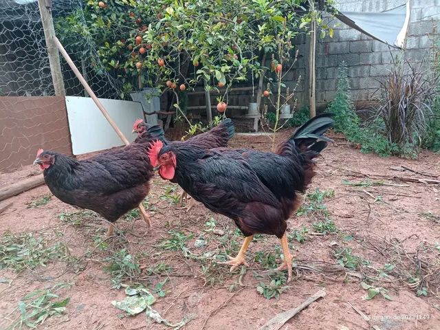 Ovos férteis. Pintinhos sob encomenda  - Foto 2