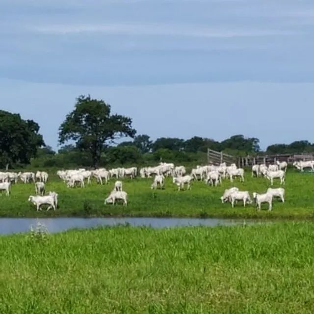 Fazenda à venda, Zona Rural - MIRANDA/MS