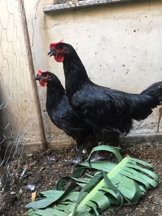 Vendo 4 galinhas e 3 galos em leva pintinhos grátis  - Foto 5