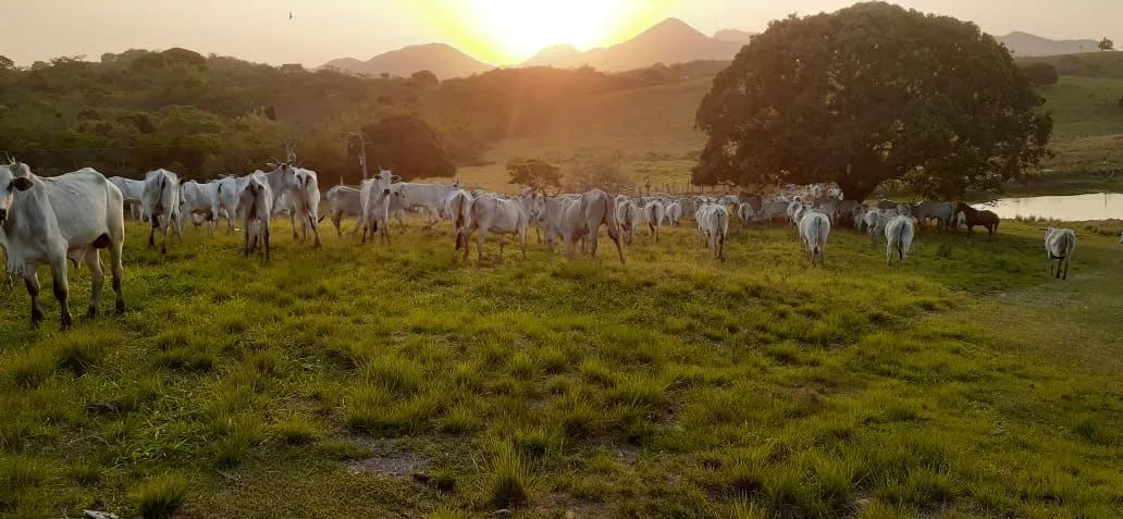 Área de pastagem.  ( PASTO) - Foto 3