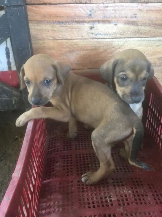 cachorros de Caça  - Foto 5