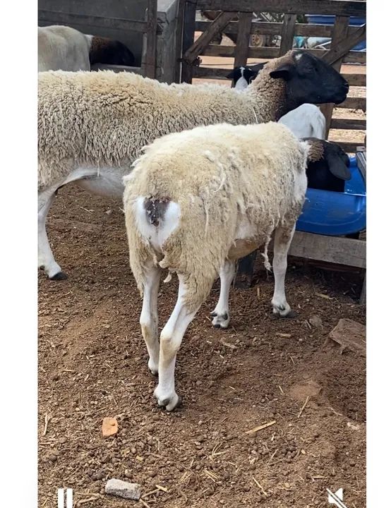 Dorper WS ?Ovelhas dorper - Foto 4