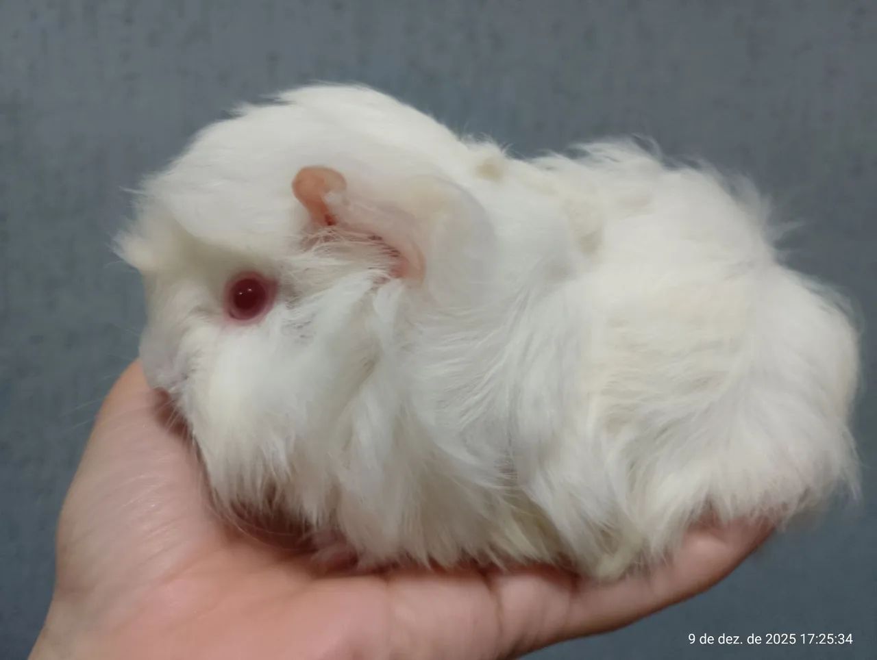 Porquinho da india macho 