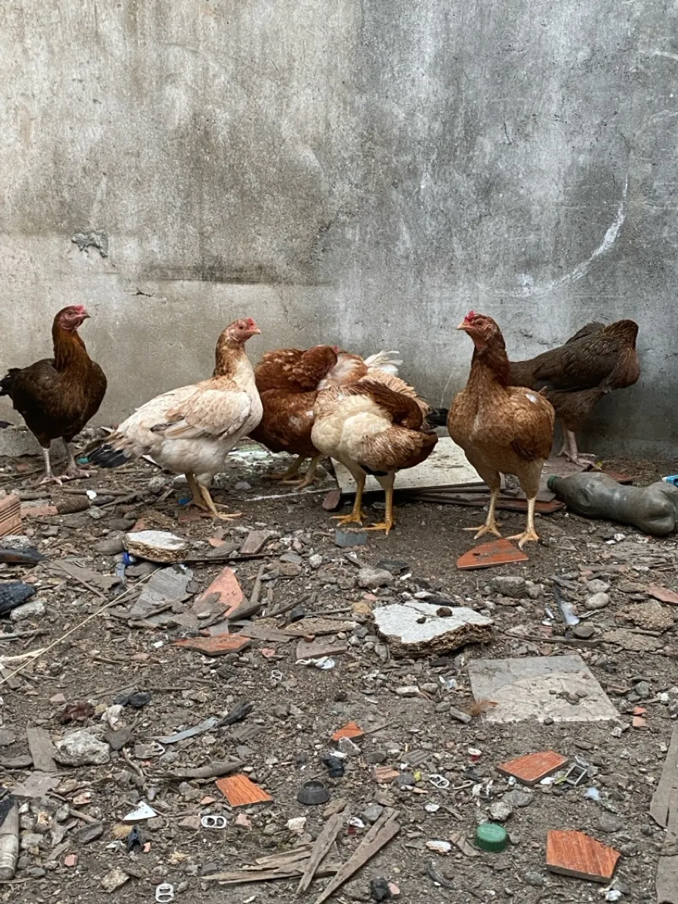 Galos e galinhas caipiras para venda