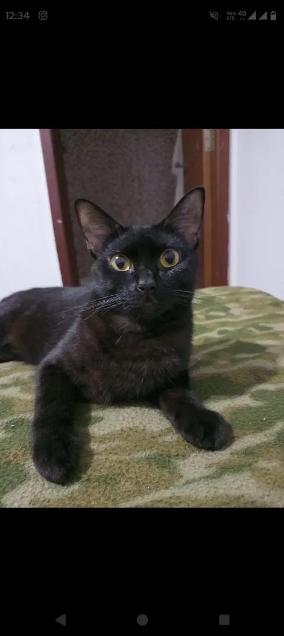 Gato Preto Adorável para Adoção