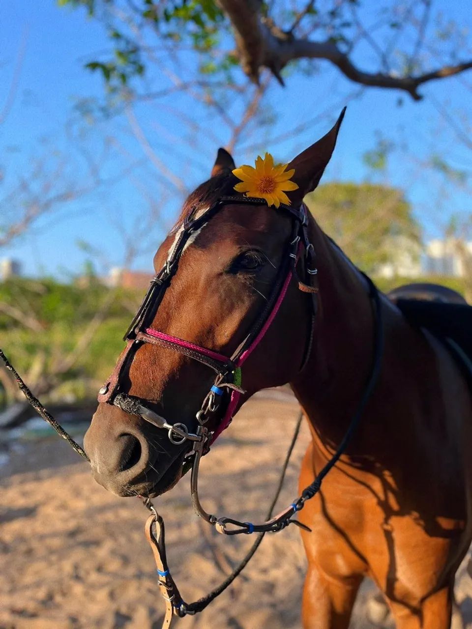 Polda Campolina  - Foto 3