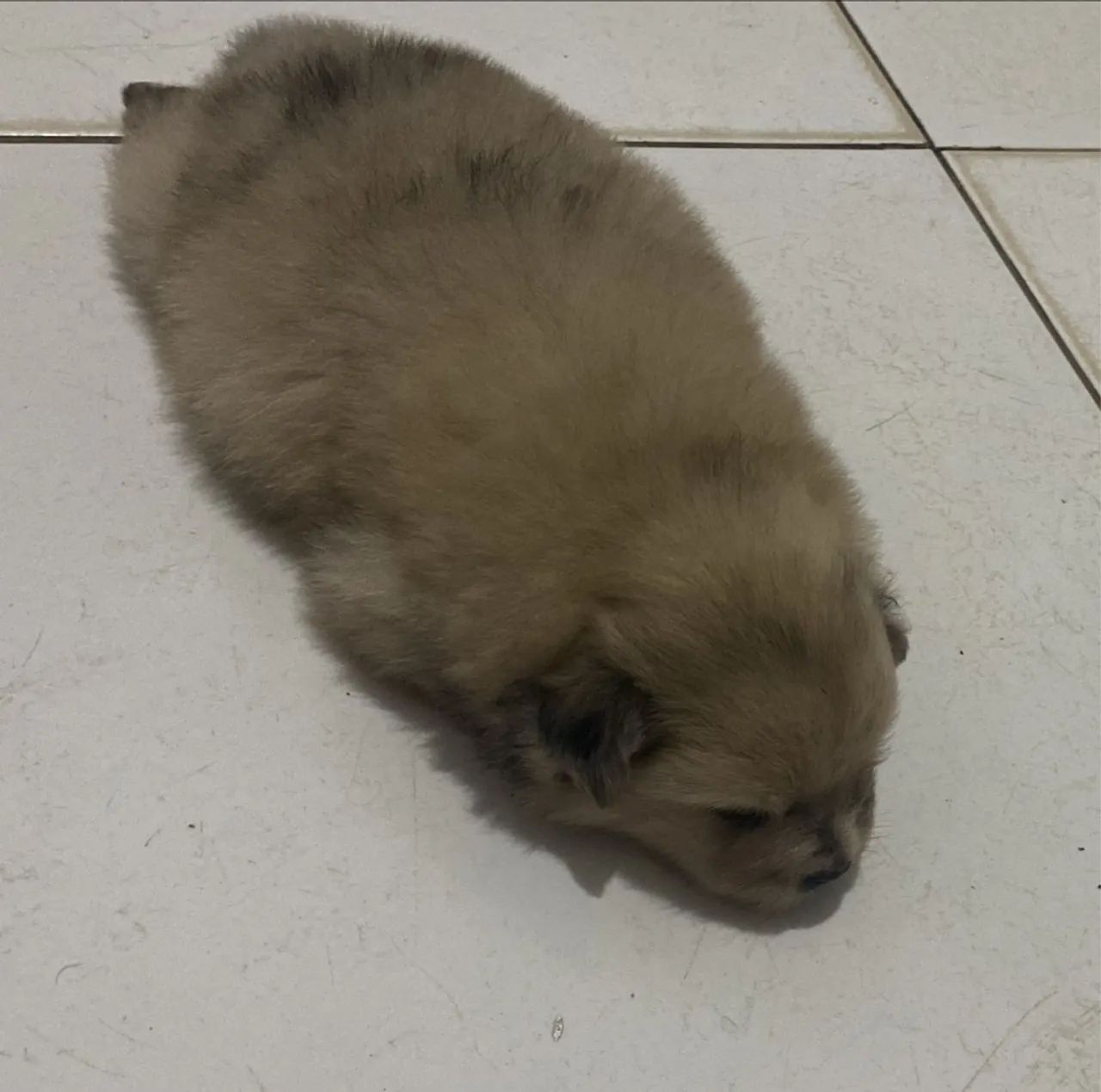 Spitz Alemão Macho - Foto 3