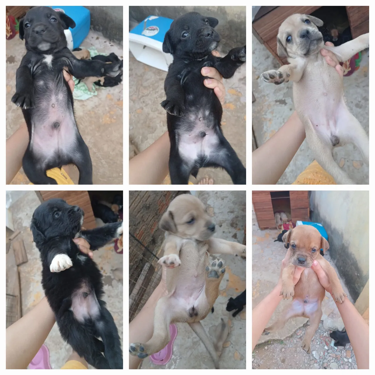 Filhotes de Cachorro Lindos e Charmosos