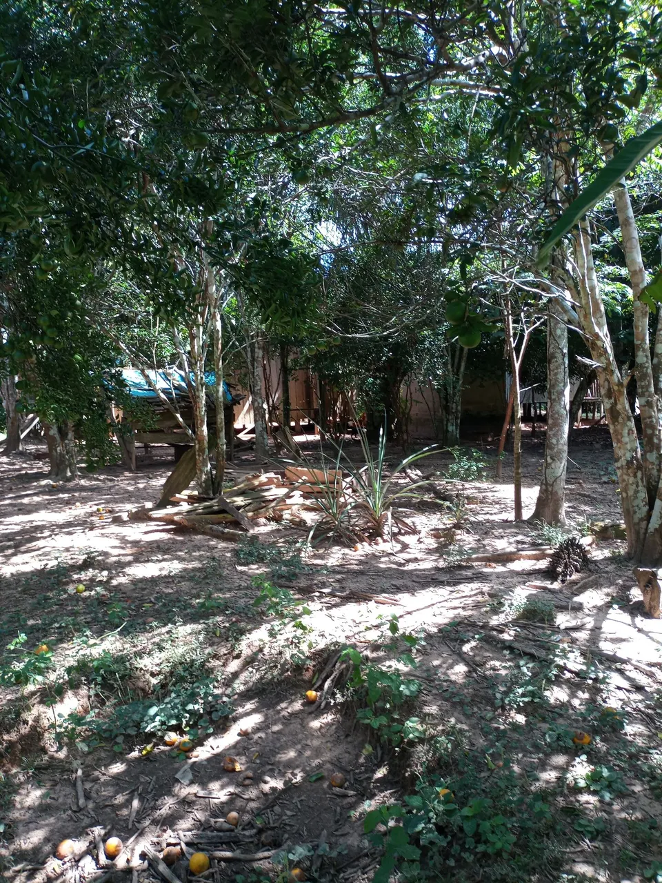 Colocação