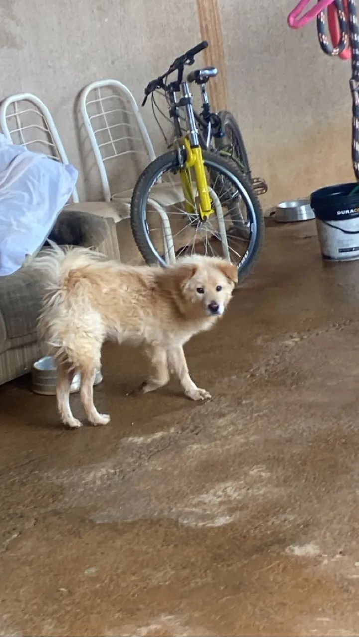 Cachorro lindo para adoção - Foto 2
