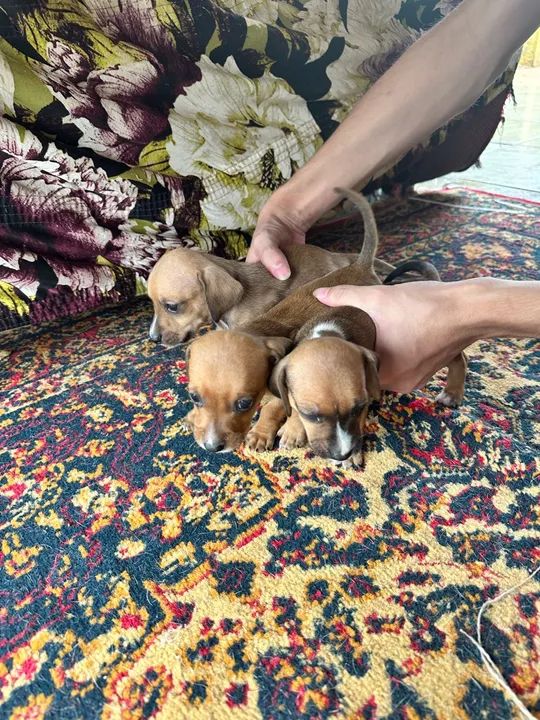 Lindos filhotes de Dachshund - Foto 4