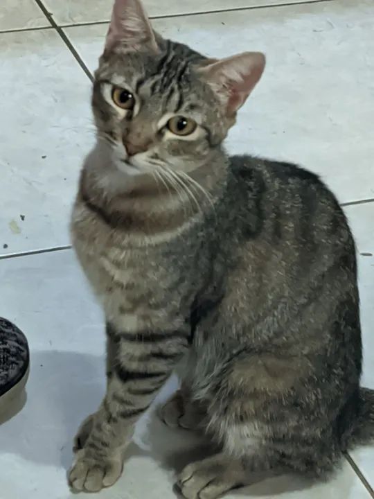 Gatinha pequenininha para adoção 