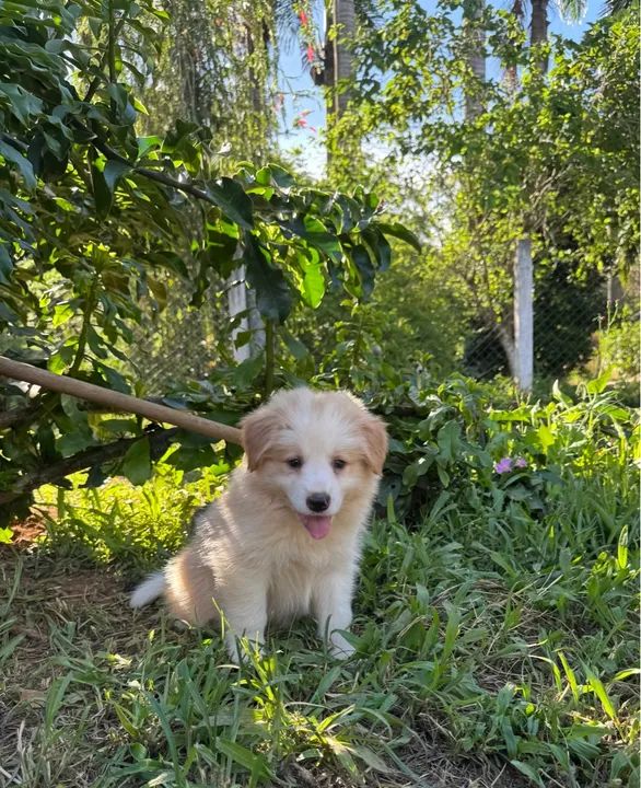 Filhote de Border Collie - Foto 3